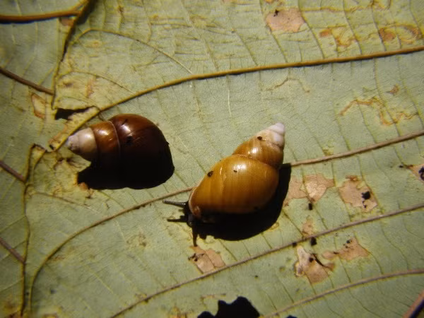 Năm 1991 vườn quốc gia Anh chính thức đưa chúng vào danh sách bảo tồn nhưng cuối cùng ốc sên cô độc đã chết vào tháng 2/2016.
