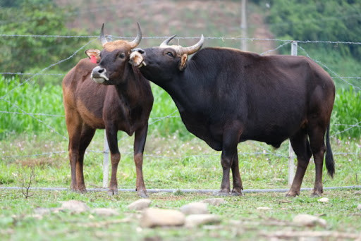 Ông Nguyễn Đình Tích (ở thôn Bạc Rây 2, người trực tiếp chăm nuôi đàn bò này), cho biết ban quản lý dự án thuê 2 ha đất nông nghiệp để làm trang trại (1 ha trồng cỏ, 1 ha để cho đàn bò di chuyển).