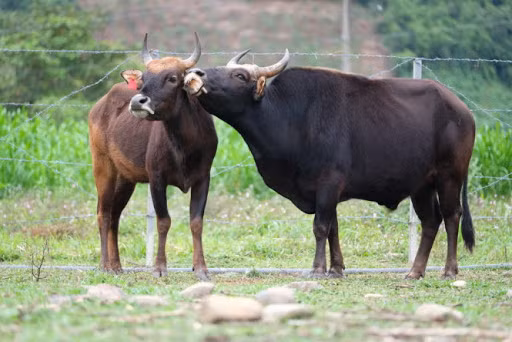Ông Nguyễn Đình Tích (ở thôn Bạc Rây 2, người trực tiếp chăm nuôi đàn bò này), cho biết ban quản lý dự án thuê 2 ha đất nông nghiệp để làm trang trại (1 ha trồng cỏ, 1 ha để cho đàn bò di chuyển).