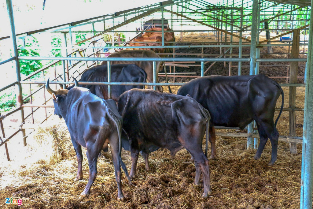 Việc thiếu thức ăn, dinh dưỡng cần thiết khiến những con bò tót lai giờ chỉ còn lại da bọc xương như thế này, trong khi vốn dĩ chúng to béo gấp đôi bò nhà.