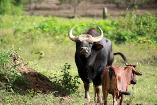 Đến năm 2014, bò tót rừng chết do tuổi già, để lại hàng chục con bò tót con thế hệ F1 - là đối tượng để duy trì và phát triển gen động vật quý hiếm.