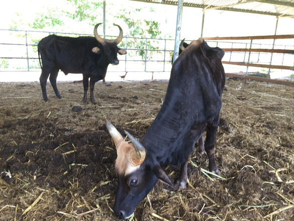 Những con bò đực F1 trông y hệt bò tót cha, ăn rất khỏe và không bệnh tật. Tuy nhiên vì thiếu dinh dưỡng mà kích thước cơ thể và trọng lượng không được như kỳ vọng.