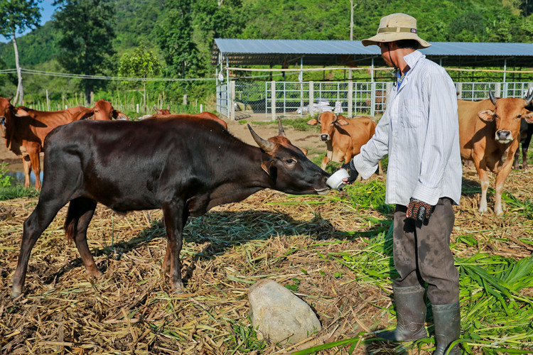 Hai năm trước, một cá thể đực F1 khi thả rong tình cờ giao phối với một bò cái nhà, sinh ra một bò cái con, nhập đàn vào trại khảo nghiệm, nâng lên 11 con.