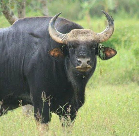 Dự án bảo tồn gen của bò tót rừng được Bộ Nông nghiệp và Phát triển Nông thôn thông qua.