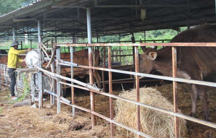 Con bò chỉ được ăn một cuộn rơm/ngày, nay cũng bớt xuống chưa được một cuộn (7-8 cuộn cho 11 con), trong khi người dân không có tiền thuê đất rộng hay mua cám, cỏ ngon cho bò ăn.