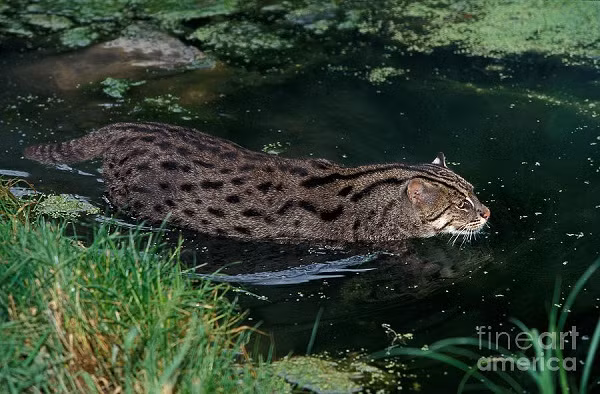 Mèo cá có cuộc sống gắn bó với mặt nước từ nhỏ. Mèo mẹ đẻ mỗi lứa 1 - 4 mèo con và chúng sống cùng nhau ở dọc các sông, suối và đầm lầy.