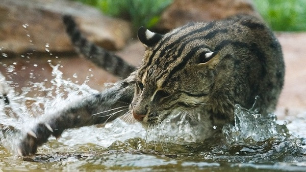 Chúng thường hoạt động về đêm, có thể lặn sâu xuống để đuổi bắt con mồi dưới đáy nước.