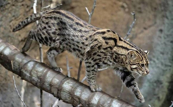 Bởi vậy không quá ngạc nhiên khi mèo cá có sở thích ngâm mình dưới nước, thậm chí là khả năng bơi lội cực giỏi. Chúng được mệnh danh là những vận động viên bơi lội cừ khôi của thế giới loài mèo.