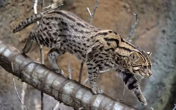 Bởi vậy không quá ngạc nhiên khi mèo cá có sở thích ngâm mình dưới nước, thậm chí là khả năng bơi lội cực giỏi. Chúng được mệnh danh là những vận động viên bơi lội cừ khôi của thế giới loài mèo.