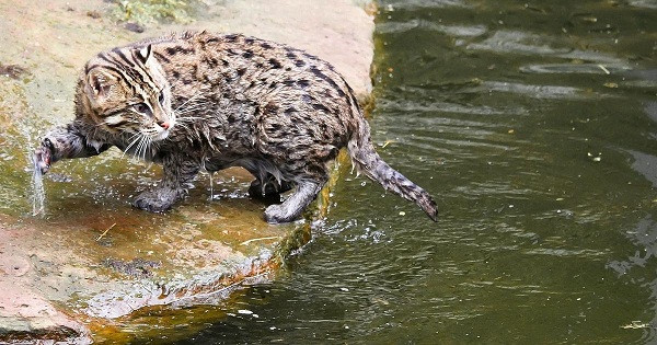 Một số thức ăn khác của chúng bao gồm động vật thân mềm, lưỡng cư, gặm nhấm, chim và xác thối.