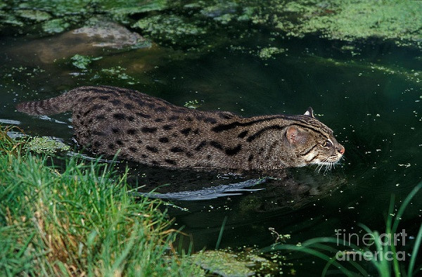 Mèo cá có cuộc sống gắn bó với mặt nước từ nhỏ. Mèo mẹ đẻ mỗi lứa 1 - 4 mèo con và chúng sống cùng nhau ở dọc các sông, suối và đầm lầy.