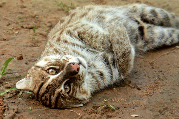 Tuy nhiên do bị săn bắt quá mức để lấy thịt, lông hoặc làm vật nuôi, mèo cá Việt Nam đang được xếp vào nhóm động vật sắp nguy cấp trong Sách Đỏ