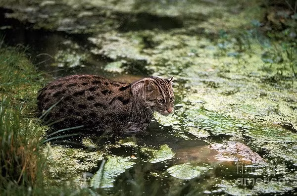 Con trường thành có thể dài 57-78 cm chưa tính đuôi và nặng 5,1 - 16kg. Bởi vậy đây cũng là thành viên lớn nhất trong chi Mèo báo.