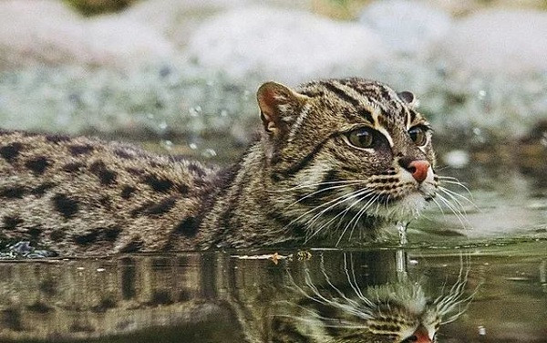 Mèo cá thoải mái ngâm mình dưới nước.