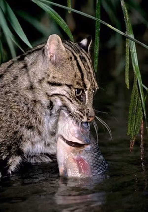 Do có tập tính sống ở những vùng nhiều nước, thay vì tìm kiếm con mồi trên cạn như những loài mèo khác, mèo cá tìm kiếm thức ăn dưới nước. Và tất nhiên con mồi yêu thích của chúng là cá.