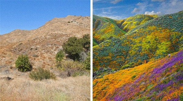 Một trong những hiện tượng siêu hiếm mà con người chưa từng biết tới đó là sa mạc "siêu nở hoa" ở California. Xảy ra chỉ 10 năm một lần, sa mạc sẽ biến thành một bức tranh đầy màu sắc khi hàng ngàn bông hoa dại nở rộ cùng một lúc.