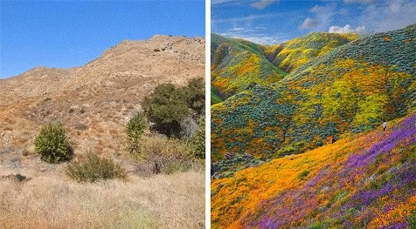 Một trong những hiện tượng siêu hiếm mà con người chưa từng biết tới đó là sa mạc "siêu nở hoa" ở California. Xảy ra chỉ 10 năm một lần, sa mạc sẽ biến thành một bức tranh đầy màu sắc khi hàng ngàn bông hoa dại nở rộ cùng một lúc.