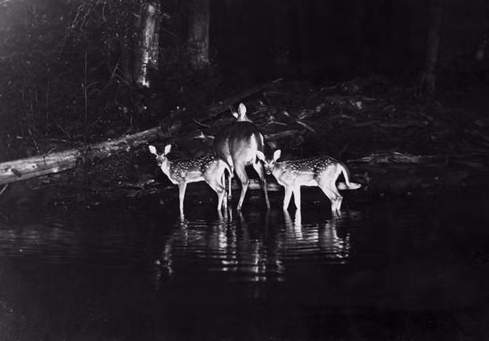  Ảnh độc ghi lại lần đầu tiên con người chụp được sự vật trong đêm. George Sirasa được coi là nhiếp ảnh gia đầu tiên thử nghiệm việc chụp ảnh vào ban đêm vào năm 1906 tại Mihcgina.