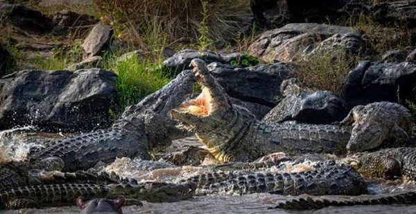 Cá sấu ở châu Phi được xem là một trong số những kẻ săn mồi đáng sợ nhất bởi kích thước khủng và hàm răng sắc nhọn. Thức ăn của chúng chủ yếu là cá, nhưng loài bò sát hung hãn này sẵn sàng tấn công bất cứ con vật xui xẻo nào băng qua khu vực chúng sinh sống, bao gồm ngựa vằn.