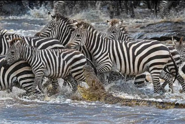 Trước mắt con cá sấu dài 4,9m, nặng khoảng 226kg lúc này là một đàn ngựa vằn mạo hiểm lội qua sông. Không để lỡ miếng mồi ngon khi bụng đã cồn cào, một trong số những con ngựa vằn xấu số trở thành mục tiêu của kẻ đi săn tàn bạo.