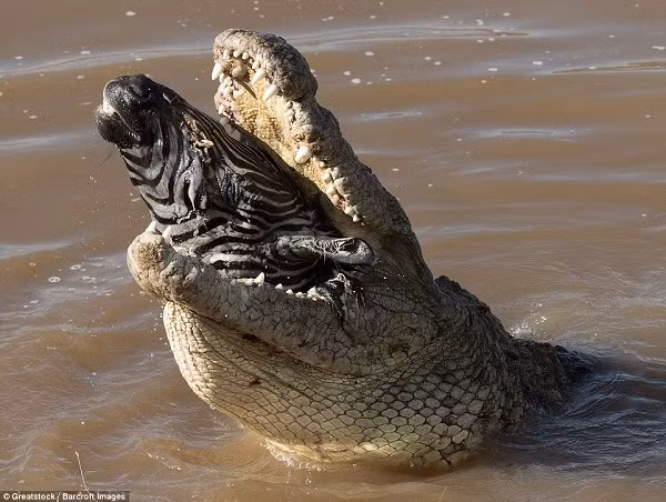 Chúng sống ở khắp châu Phi vùng hạ Sahara, lưu vực sông Nile và Madagascar, lượn lờ quanh các con sông, đầm lầy nước ngọt và đầm lầy ngập mặn.