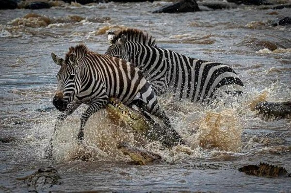 Từ dưới dòng nước sâu thẳm, con cá sấu khổng lồ nhanh chóng lao vút lên nhắm hàm răng sắc nhọn đến con mồi đang run sợ chạy qua sông.