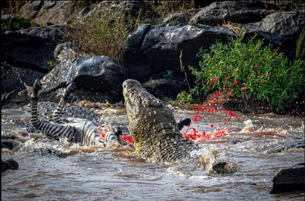 Trong chớp mắt, cá sấu khổng lồ đớp lấy ngựa vằn xé xác và kéo nó xuống sông, máu tươi văng tung tóe trên không. Ngay khi con ngựa vằn ngã xuống, những con cá sấu khác trong đàn liền bơi đến tranh nhau xâu xé miếng mồi ngon.