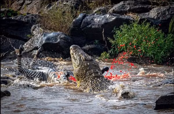 Trong chớp mắt, cá sấu khổng lồ đớp lấy ngựa vằn xé xác và kéo nó xuống sông, máu tươi văng tung tóe trên không. Ngay khi con ngựa vằn ngã xuống, những con cá sấu khác trong đàn liền bơi đến tranh nhau xâu xé miếng mồi ngon.