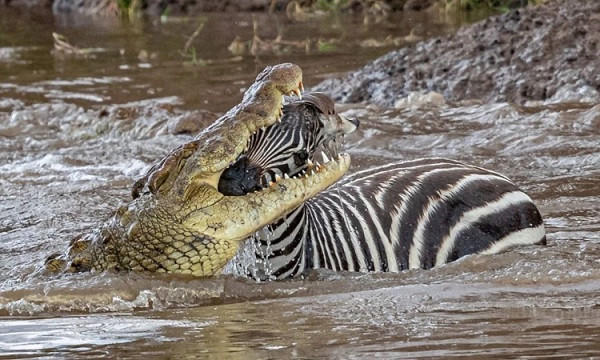 Cá sấu ở châu Phi có kích thước tối đa lên đến hơn 6m, nặng khoảng 750 kg. Những con có kích thước trung bình dài đến gần 5m, nặng hơn 225 kg.