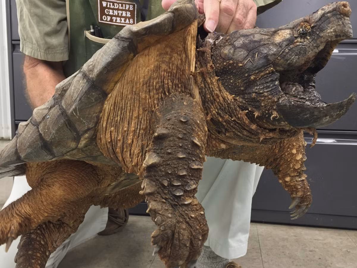 Chúng dành phần lớn cuộc đời của mình ở những nhánh sông và kênh rạch, trừ khi con cái bò lên bờ. Theo National Geographic, những con đực có thể nặng đến 90kg, con cái thường có trọng lượng nhẹ hơn.