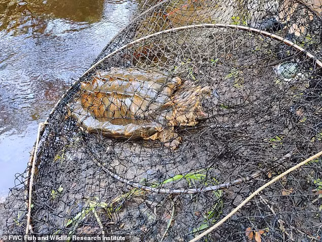 Cụ thể, những người đánh cá tại New River, một nhánh của sông Santa Fe, phía bắc Gainesville, đã bẫy được hai cá thể rùa cá sấu Suwannee đực với khối lượng lần lượt là 45 và 29 kg, cùng một cá thể cái nặng gần 21 kg.