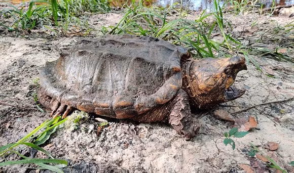 Theo ước tính của FWC, tuổi của ba cá thể rùa mới được phát hiện vào khoảng 40-80 tuổi và khẳng định ''Việc tìm thấy một cá thể rùa lớn với cân nặng lên đến 45 kg ở một nhánh sông nhỏ với năng suất sinh học thấp như New River là cực hiếm thấy''.