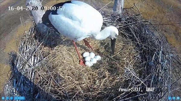  Hình ảnh động vật quý hiếm ghi lại bởi bẫy ảnh cho thấy con Hạc trắng Á Đông vừa đẻ 6 quả trứng vào một chiếc tổ nhân tạo. Đây được coi là loài thể hiện sức khỏe hệ sinh thái lưu vực sông Amur, dòng sông nằm giữa Trung Quốc và Nga, được hai nước nỗ lực bảo tồn.