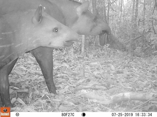 Hai con heo vòi được bẫy ảnh ghi lại ở công viên quốc gia Juruena, Brazil. Loài này cđược Liên minh Bảo tồn Thiên nhiên Quốc tế (IUCN) xếp vào nhóm sắp nguy cấp, với số lượng các thể đang giảm dần do nạn săn bắt động vật hoang dã.