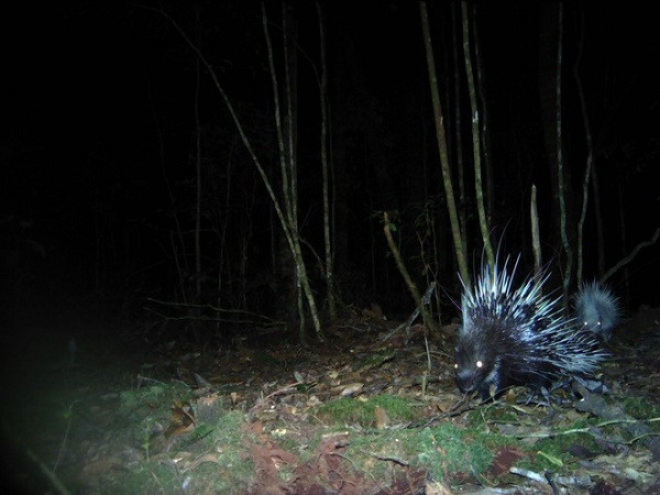 Nhím bạch tạng quý hiếm xuất hiện trong bẫy ảnh.