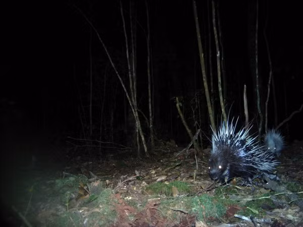 Nhím bạch tạng quý hiếm xuất hiện trong bẫy ảnh.