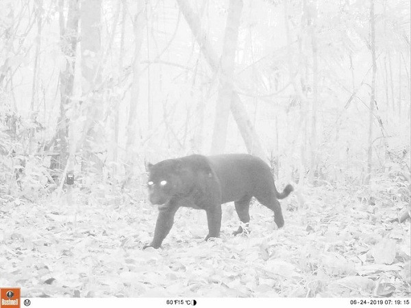 Báo đốm đen hiếm gặp đến nỗi con người không biết chính xác chúng còn bao nhiêu cá thể trong tự nhiên. Loài này là một dạng biến dị di truyền chứ không phải một loài báo riêng biệt.