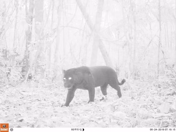 Báo đốm đen hiếm gặp đến nỗi con người không biết chính xác chúng còn bao nhiêu cá thể trong tự nhiên. Loài này là một dạng biến dị di truyền chứ không phải một loài báo riêng biệt.