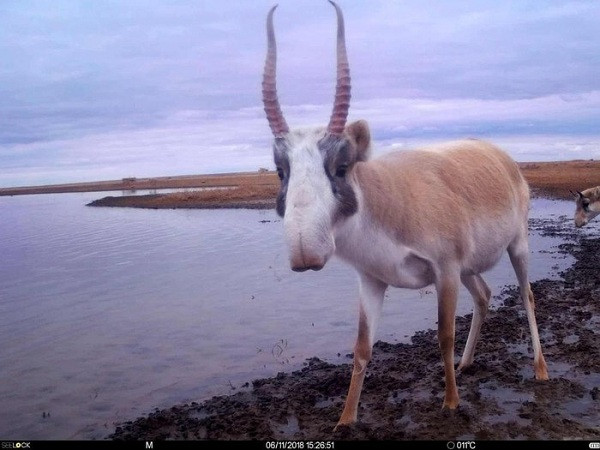 Con linh dương Saiga đực có cặp sừng tuyệt đẹp đã bị bẫy ảnh chụp lại ở một hồ nước trong khu bảo tồn Stepnoi ở vùng Astrakhan của Nga. Đây là loài vật đã tồn tại từ rất lâu, may mắn thoát khỏi số phận bị tuyệt chủng như voi ma mút lông xoăn.