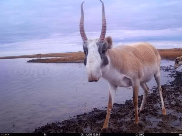 Con linh dương Saiga đực có cặp sừng tuyệt đẹp đã bị bẫy ảnh chụp lại ở một hồ nước trong khu bảo tồn Stepnoi ở vùng Astrakhan của Nga. Đây là loài vật đã tồn tại từ rất lâu, may mắn thoát khỏi số phận bị tuyệt chủng như voi ma mút lông xoăn.