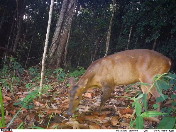 Đợt khảo sát mới đây tại Vườn quốc gia Bidoup - Núi Bà (VQG) ở Lâm Đồng nước ta cũng bất ngờ ghi nhận loạt động vật cực quý hiếm trong Sách Đỏ. Đây là hình ảnh rõ nét về loài Mang lớn cực kỳ nguy cấp được ghi nhận qua bẫy ảnh tại Vườn quốc gia Bidoup Núi Bà năm 2017