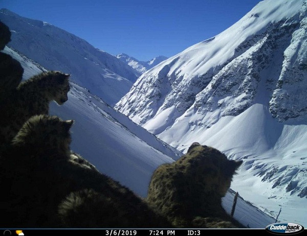 Bẫy ảnh ở thung lũng Gori của Ấn Độ đã chụp được một con báo tuyết và đàn con - một trong những động vật họ Mèo khó nhìn thấy nhất thế giới. Khoảng 450 con báo tuyết bị hại chết hàng năm bởi những tay săn trộm và nông dân bảo vệ vật nuôi.