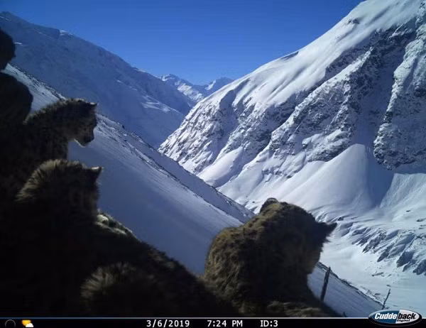 Bẫy ảnh ở thung lũng Gori của Ấn Độ đã chụp được một con báo tuyết và đàn con - một trong những động vật họ Mèo khó nhìn thấy nhất thế giới. Khoảng 450 con báo tuyết bị hại chết hàng năm bởi những tay săn trộm và nông dân bảo vệ vật nuôi.