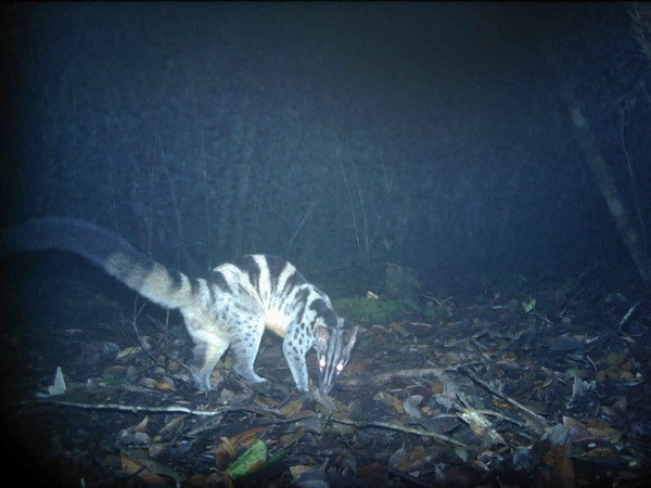 Có đến 7 ghi nhận về cầy vằn khi mới khảo sát một nửa diện tích VQG. Hiện tại, rất ít khu bảo tồn ở Việt Nam có nhiều ghi nhận như vậy về loài này.