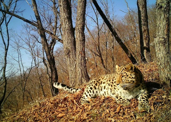 Báo Amur là một trong những loài động vật quý hiếm nhất thế giới và cực khó bắt gặp khi chỉ còn khoảng 100 cá thể trong tự nhiên, lại ưa hoạt động về đêm. Con báo Amur tên Typhoon này bị bẫy ảnh bắt gặp tại công viên quốc gia Land of Leopard của Nga.