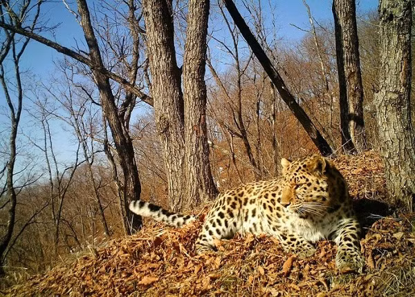 Báo Amur là một trong những loài động vật quý hiếm nhất thế giới và cực khó bắt gặp khi chỉ còn khoảng 100 cá thể trong tự nhiên, lại ưa hoạt động về đêm. Con báo Amur tên Typhoon này bị bẫy ảnh bắt gặp tại công viên quốc gia Land of Leopard của Nga.