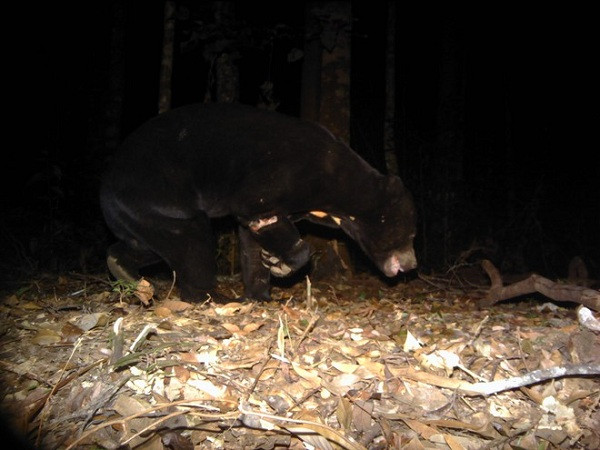 Phát hiện gần nhất về gấu chó trong tự nhiên.
