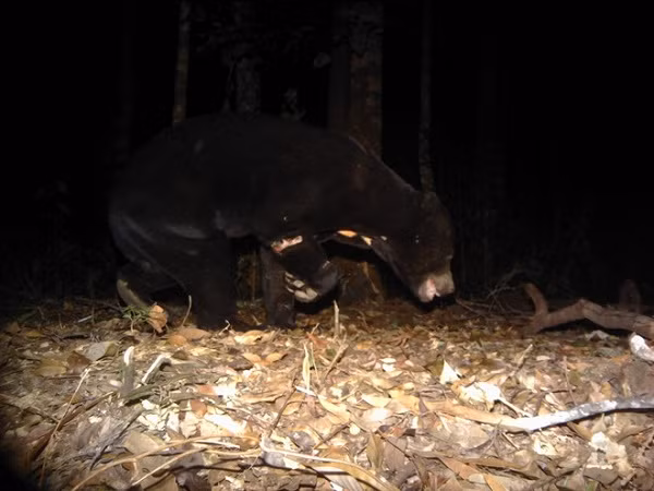 Phát hiện gần nhất về gấu chó trong tự nhiên.