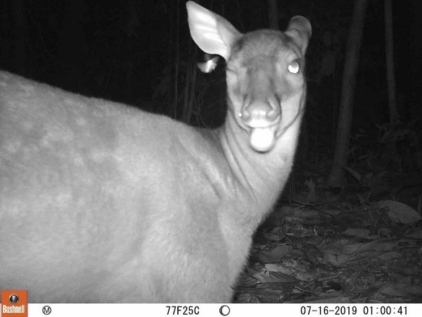 Một con hươu sừng ngắn bị bẫy ảnh chụp lại ở công viên quốc gia Juruena của Brazil với cách tạo dáng trông như đang nháy mắt. Loài hươu này thường di chuyển một mình và thường bị săn để lấy thịt.