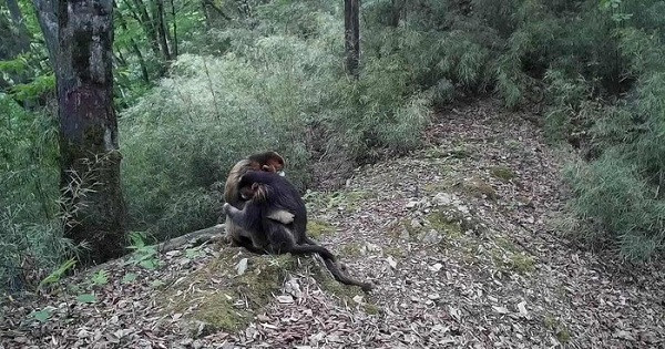 Mất môi trường sống, nạn săn bắn và khai thác du lịch đã khiến số lượng cá thể của loài voọc mũi hếch vàng giảm dần. Hiện chỉ còn 800 cá thể sinh sống tại độ cao 2.800 m ở Cam Túc, Trung Quốc.